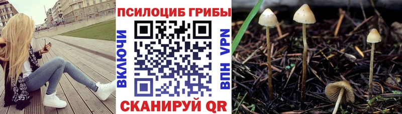 мега ссылка  Жуковка  Псилоцибиновые грибы мицелий 
